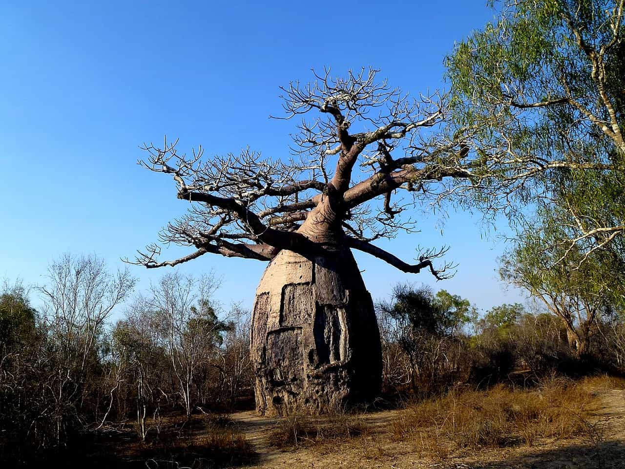 baobab andombiry morombe madagascar