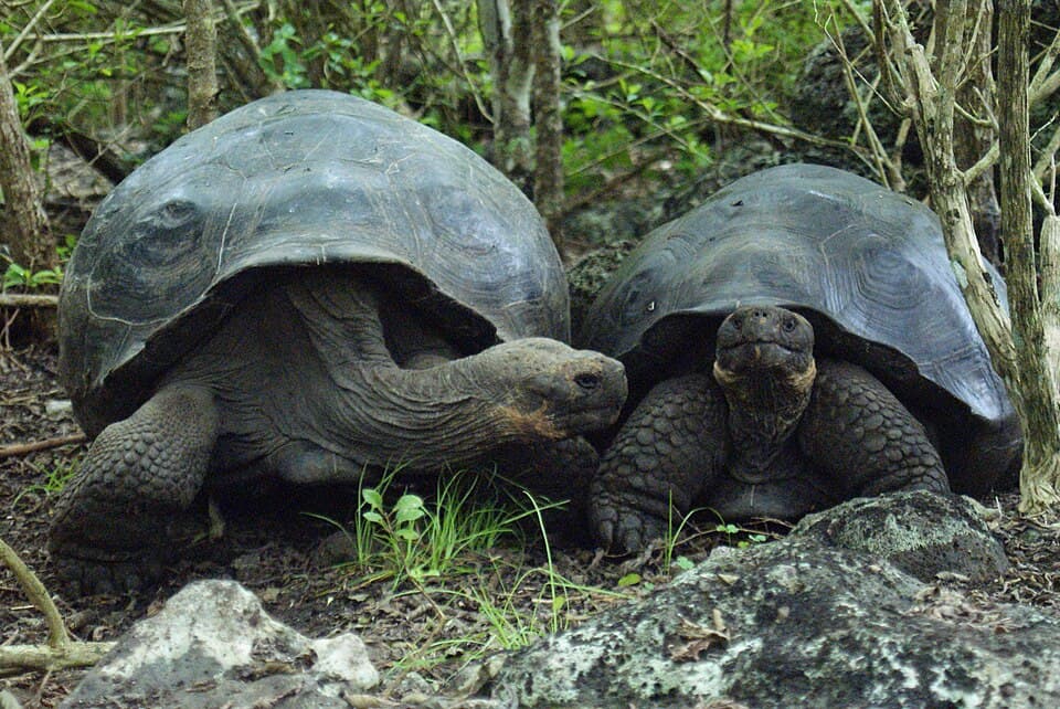 dzinovske kornjace na ostrvu floreana arhipelag galapagos