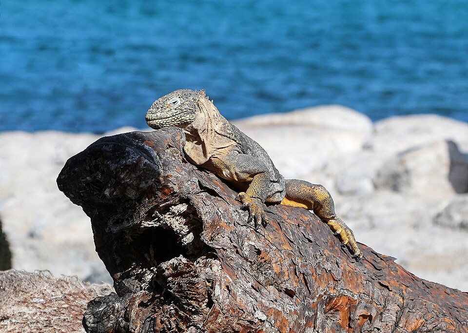 zuta kopnena iguana na ostrvu plaza sur galapagos