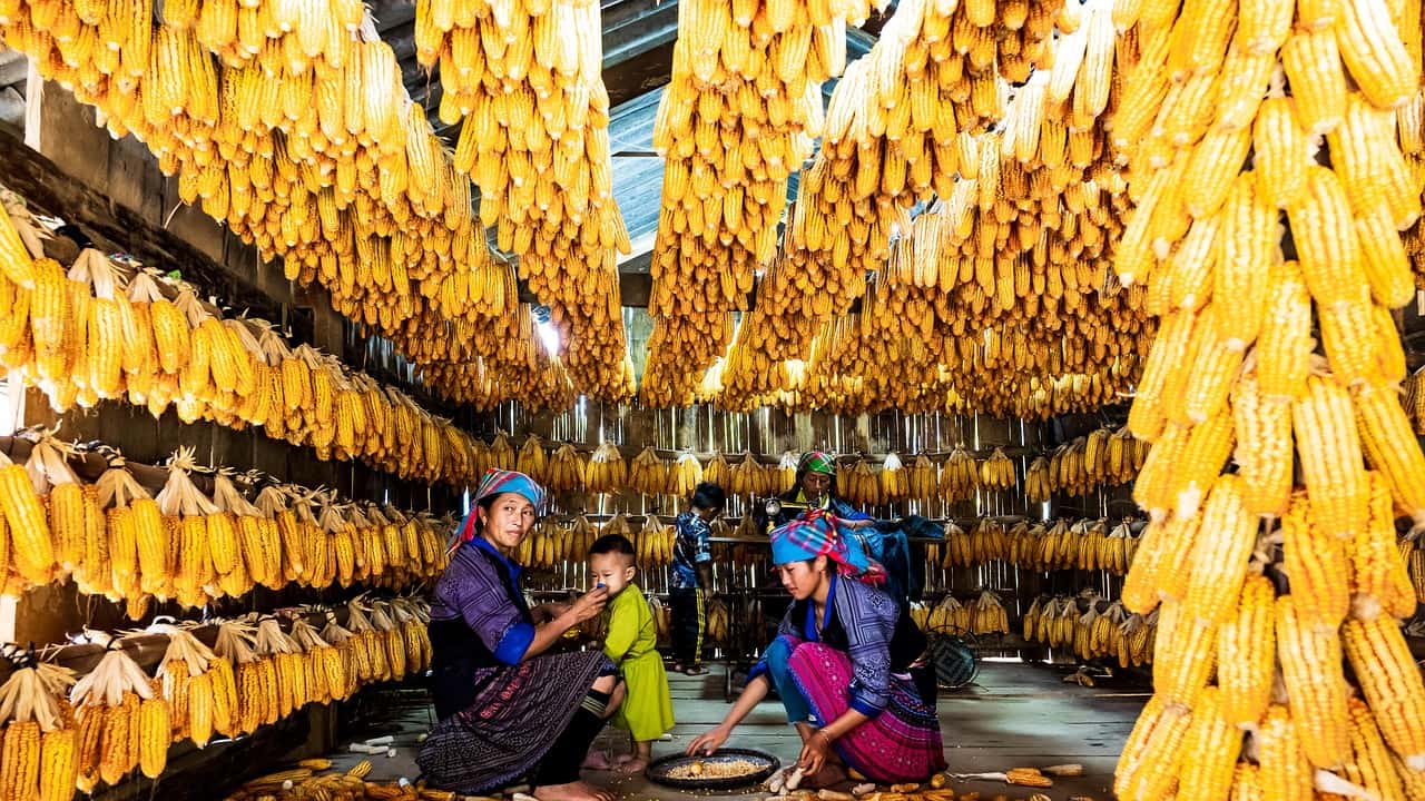 tradicionalno sušenje i priprema kukuruza u Meksiku