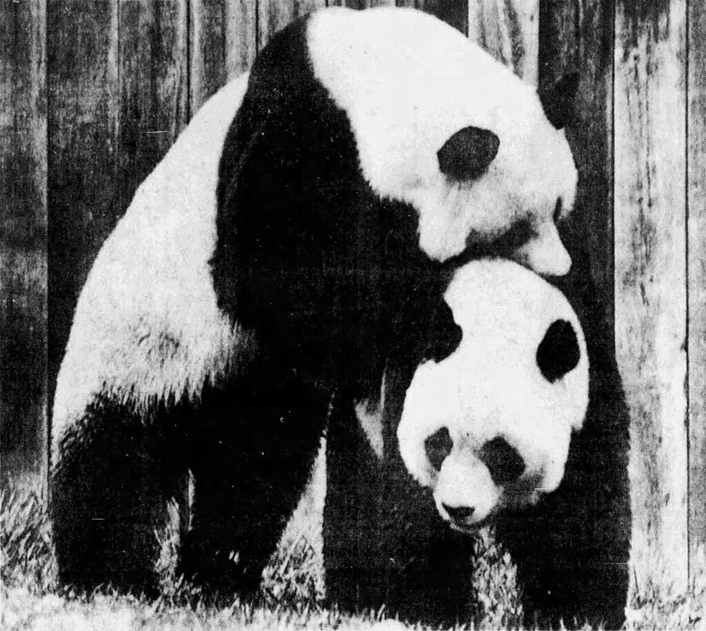 Pande Ling-Ling i Hsing-Hsing uručene američkom predjsedniku Nixonu