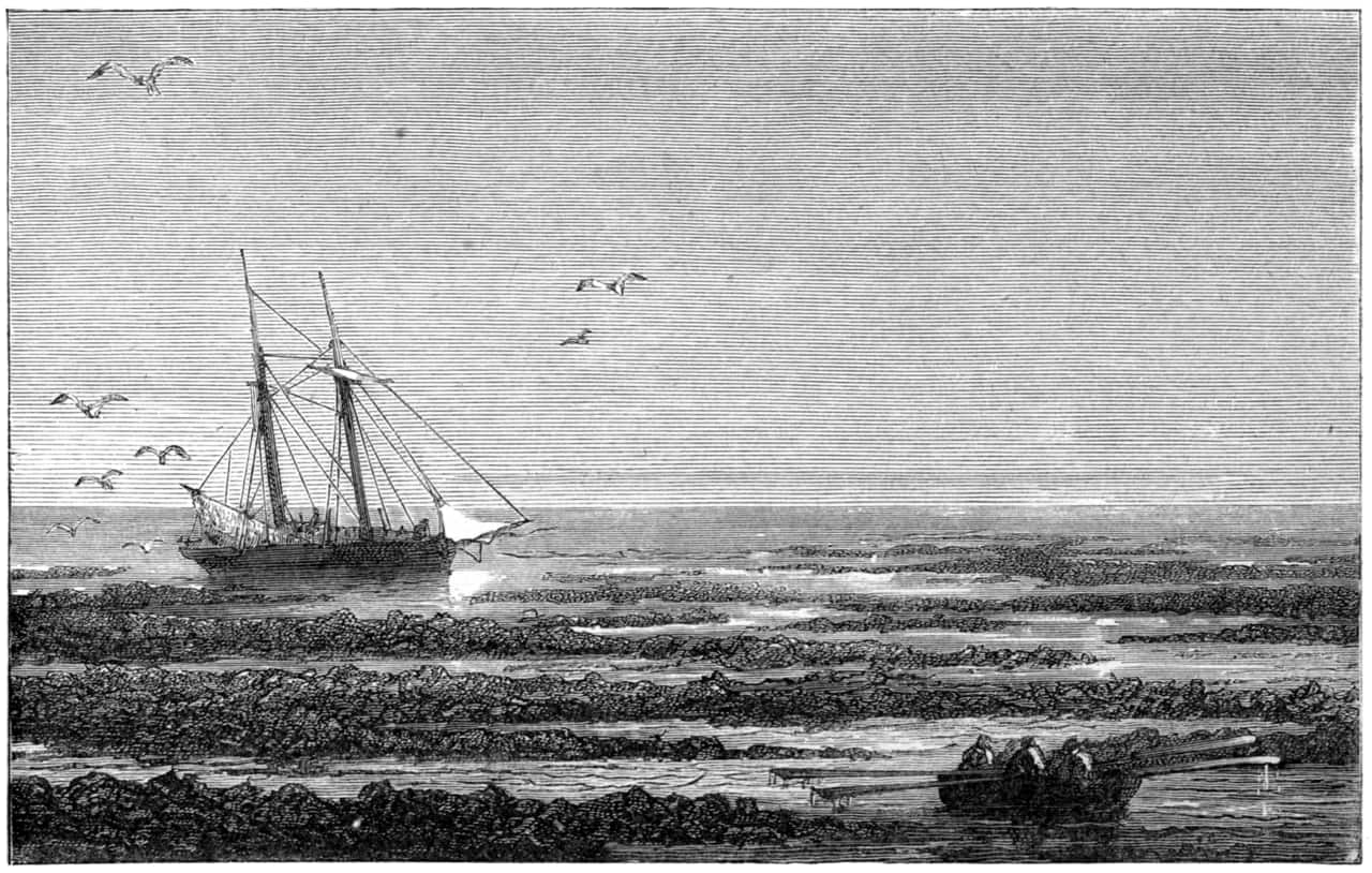 ilustracija sargaskog mora iz knjige okean i njegova cuda iz 1874 godine